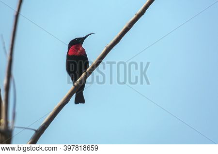 Scarlet Chested Sunbird Isolated In Blue Sky In Kruger National Park, South Africa ; Specie Chalcomi