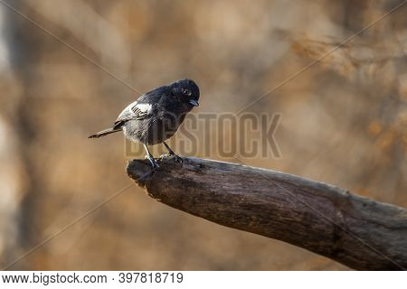 Southern Black Tit Standing On A Log With Natural Background In Kruger National Park, South Africa ;