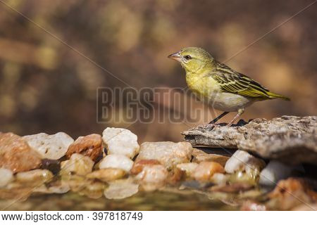 Village Weaver Standing At Waterhole In Kruger National Park, South Africa ; Specie Ploceus Cucullat