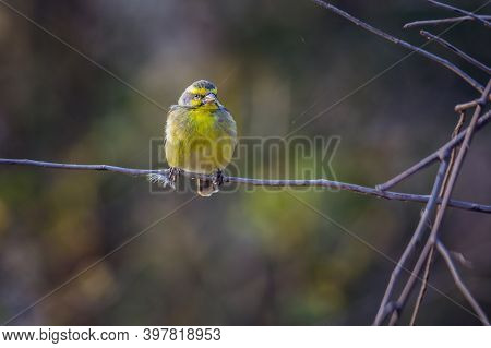 Yellow Fronted Canary Standing On A Branch With Natural Backgrounc In Kruger National Park, South Af