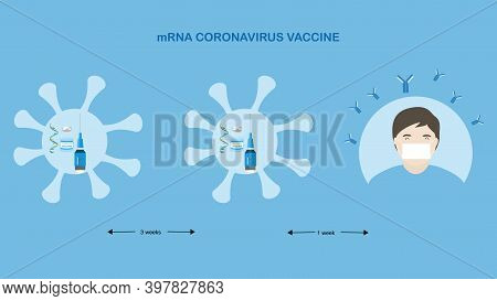 Concepts Of Mrna Vaccine For Coronavirus Protection. Illustration Of Mrna, Syringe With Needle, A Bo