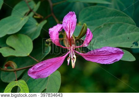 Pink Color Bauhinia Acuminate Or Orchid Tree Flower
