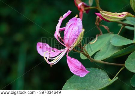Pink Color Bauhinia Acuminate Or Orchid Tree Flower