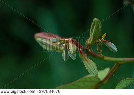 Pink Color Bauhinia Acuminate Or Orchid Tree Flower