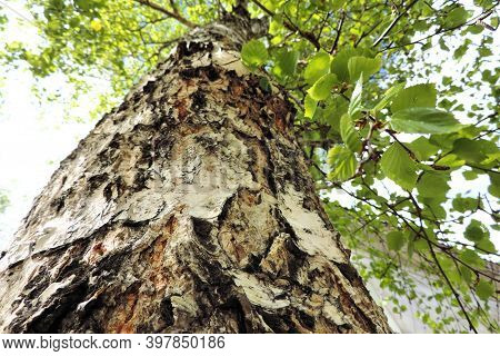 Bottom View Of A Birch With Lush Foliage And Embossed Cracked Textured Bark Of The Trunk