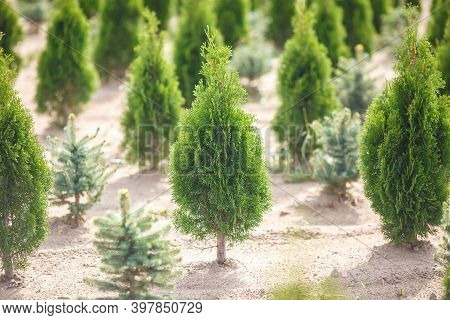 Plantation Of Young Conifers In Greenhouse With A Lot Of Plants