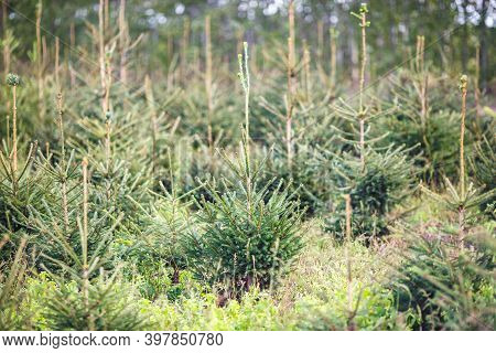 Plantation Of Young Conifers In Greenhouse With A Lot Of Plants