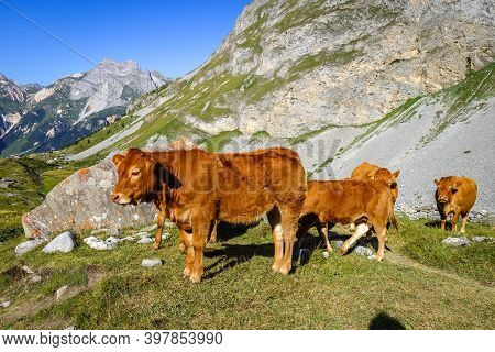 Cows In Alpine Pasture, Pralognan La Vanoise, French Alps