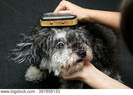 The Cute Curly Dog Is Being Combed By His Owner And Is Looking Funny.