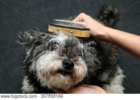 The Cute Curly Dog Is Being Combed By His Owner And Is Looking Funny.