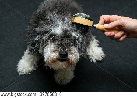 The Cute Curly Dog Is Being Combed By His Owner And Is Looking Funny.