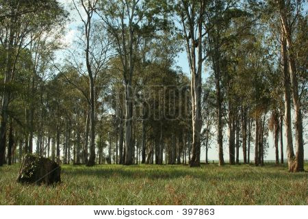 Wald