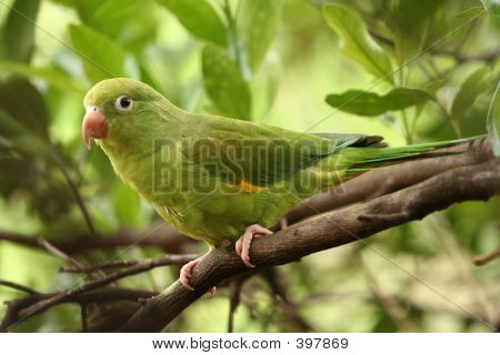 Parrot