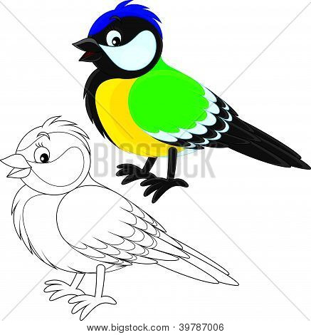 Tomtit
