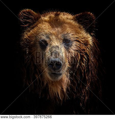 Front View Of Brown Bear Isolated On Black Background. Portrait Of Kamchatka Bear (ursus Arctos Beri