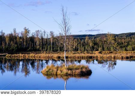 Moor Chalupska Slat With Birch And Pine Trees During Sunset, Sumava National Park, Czech Republic, S
