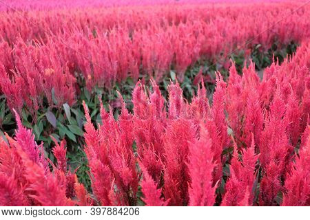 In Selective Focus A Line Of Sweet Pink Celosia Or Plumed Celosia Orwool Flower Or Red Fox Growing I
