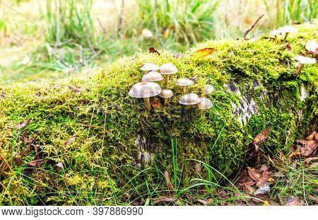 Gray Toadstool Mushrooms Growing In The Moss On The Fallen Tree