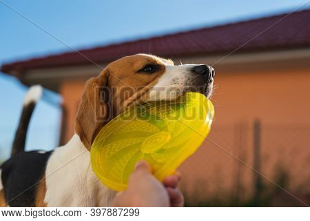 Tug Of War With Beagle Dog In Backyard. Canine Theme.