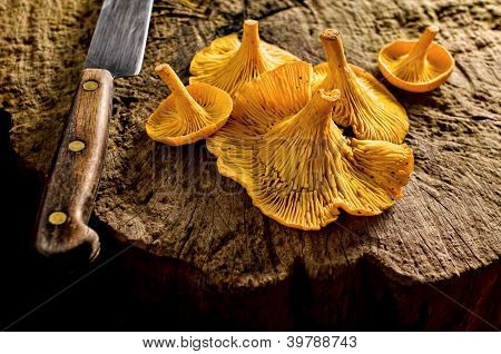 Cogumelos chanterelle