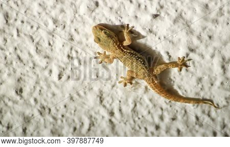Beautiful House Lizard Or Little Gecko On White Wall