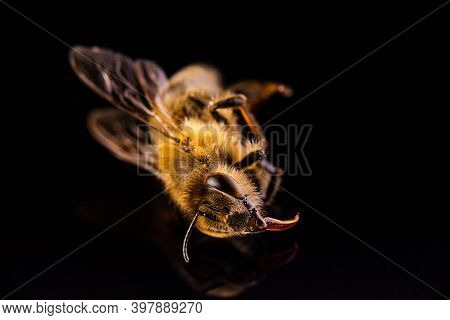 Closeup Of Dead Honey Bee On Black Background. Bee Extinction Concept