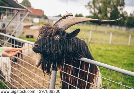 Funny Close Up Photo Of Black Hairy Goat In Zoo Eating Carrots From The Hands Of Visitors. The Valai