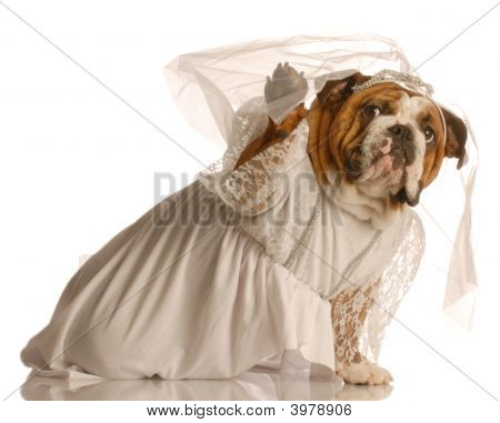 Bulldog sposa