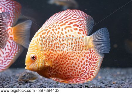 Orange Tropical Symphysodon Stunted Discus Fish In Fishtank. Growth Problems
