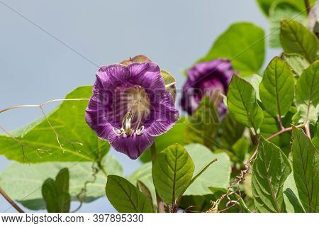 Cup And Saucer Vine (cobaea Scandens)