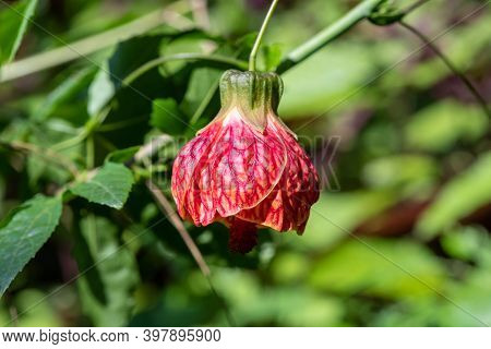 Chinese Lantern (abutilon Pictum) Flower