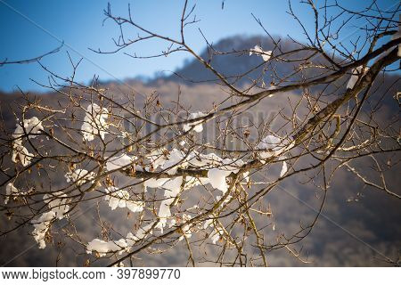 Tree Branches With Snow At Sunny Day Beautiful Scene