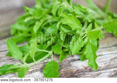 Holy Basil Leaf Nature Vegetable Garden On Wooden Table Kitchen Herb And Food - Ocimum Sanctum , Gre