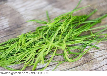 Acacia Pennata , Climbing Wattl, Senegalia Pennata On Wooden Nature Vegetable Kitchen Thai Herbal Le