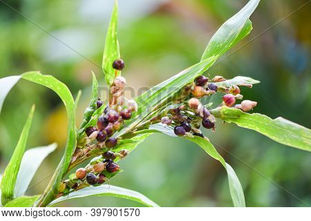 Job's Tears Seed On The Tree Plant, Coix Lachryma Jobi - Chinese Pearl Barley Coixseed