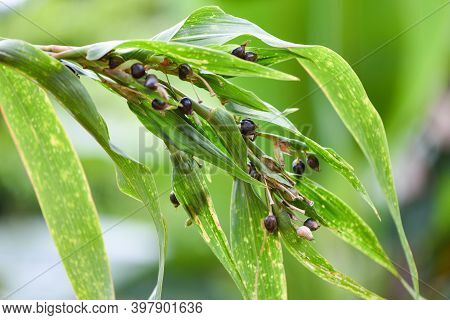 Job's Tears Seed On The Tree Plant, Coix Lachryma Jobi - Chinese Pearl Barley Coixseed