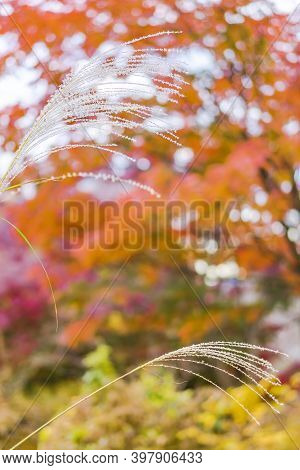 Maiden Silvergrass Flowering Plant With Autumn Colors Bokeh Background.