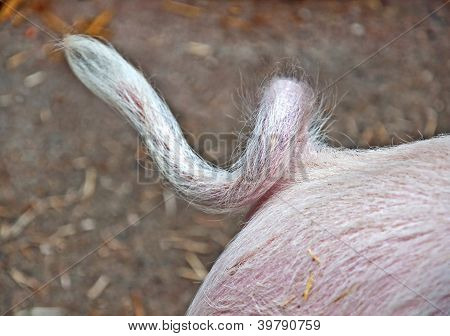 Closeup Of A Pig's Tail