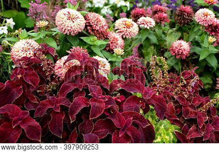 Perennial Flower Beds With Annual Plantations On The Edge Of The Flower Bed In Paving On The Granite
