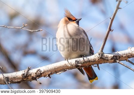 Bohemian Waxwing Sitting On The Branch In Winter Or Early Spring Day. The Waxwing, A Beautiful Tufte