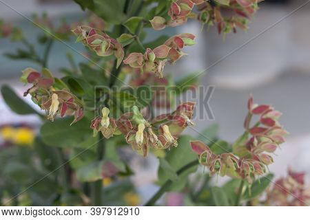 Candelilla, Tall Slipper Plant Or Slipper Spurge Bloom On Tree In The Garden.