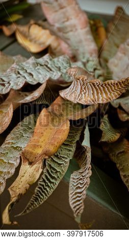 Photo Of Artistic Bromeliad Plants Colorful In The Garden