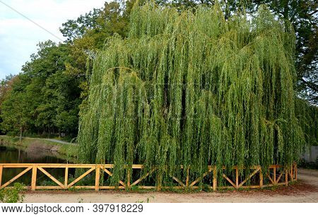 White Willow Is Usually A Massive, Fast-growing Tree. It Is Also Planted As An Ornamental Tree. It H