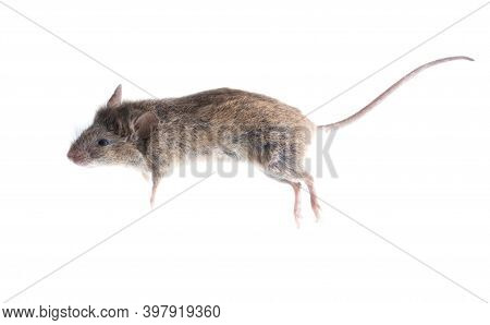 Dead Mouse Isolated On A White Background.