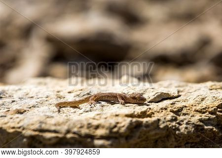Even-fingered Gecko Genus Alcophyllex Or Squeaky Gecko In Wild Nature.