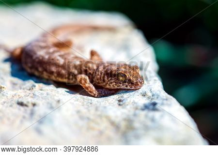 Even-fingered Gecko Genus Alcophyllex Or Squeaky Gecko In Wild Nature.
