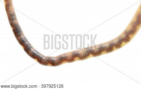 Earthworm Isolated On A White Background. Macro
