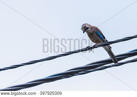 Eurasian Jay Or Garrulus Glandarius Bird On Wire