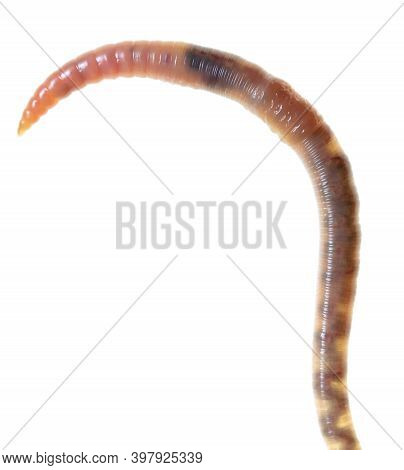 Earthworm Isolated On A White Background. Macro
