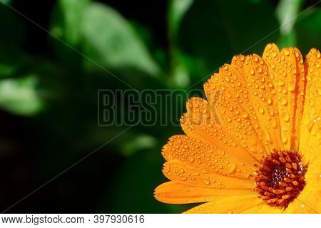 Orange Flower With Water Drops. Orange Pot Marigold Or English Marigold (calendula Officinalis) Flow
